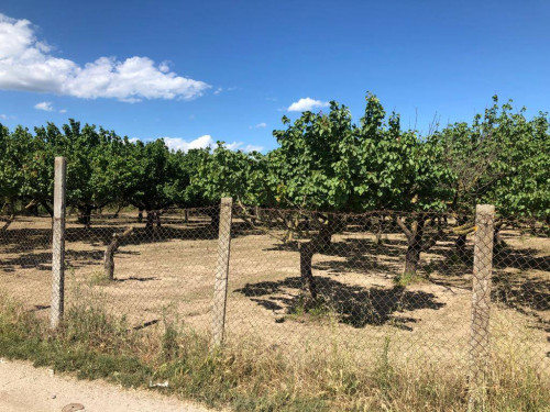 Terreno agricolo in vendita a Marigliano (NA)