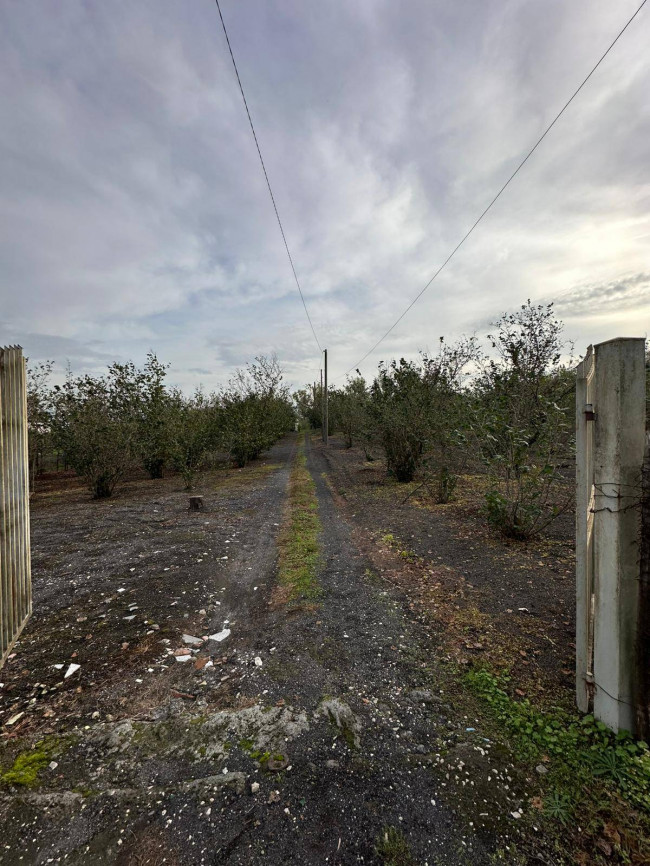 Terreno agricolo in vendita a Ottaviano (NA)