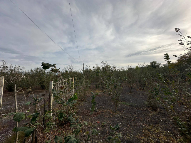 Terreno agricolo in vendita a Ottaviano (NA)