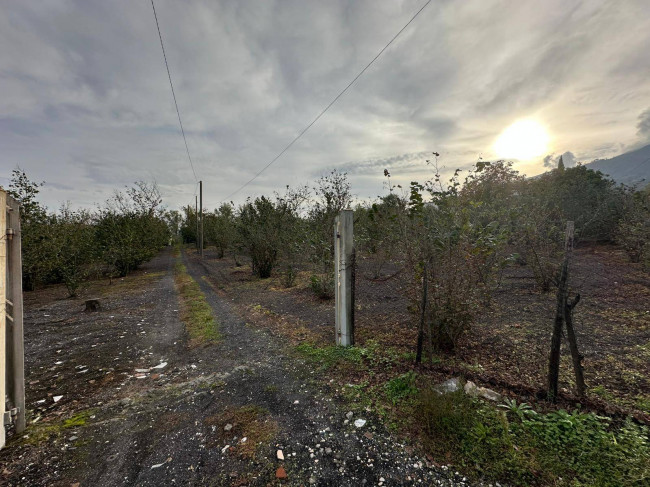 Terreno agricolo in vendita a Ottaviano (NA)