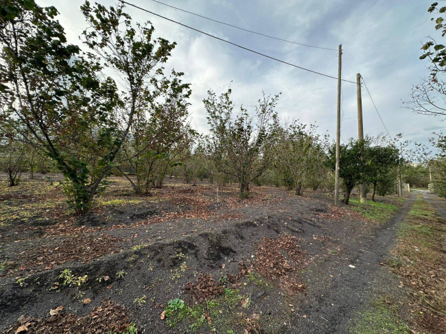 Terreno agricolo in vendita a Ottaviano (NA)