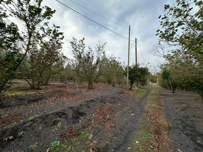 Terreno agricolo in vendita a Ottaviano (NA)