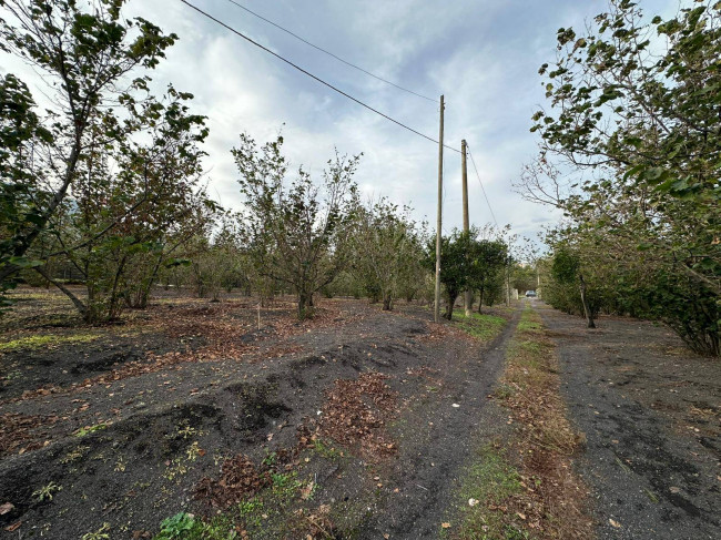 Terreno agricolo in vendita a Ottaviano (NA)