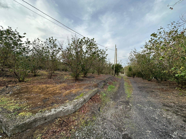 Terreno agricolo in vendita a Ottaviano (NA)