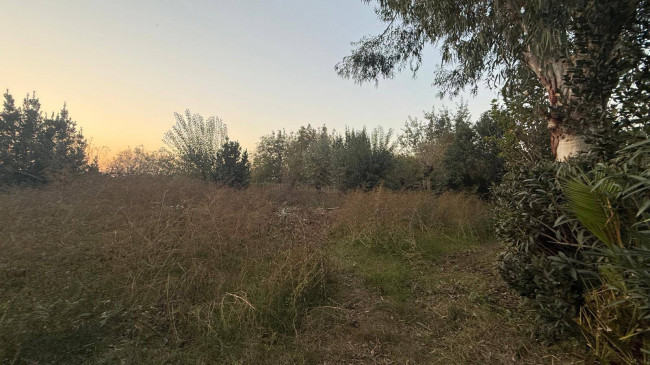 Terreno agricolo in vendita a Scisciano (NA)