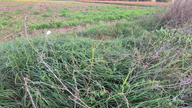 Terreno agricolo in vendita a Marcianise (CE)