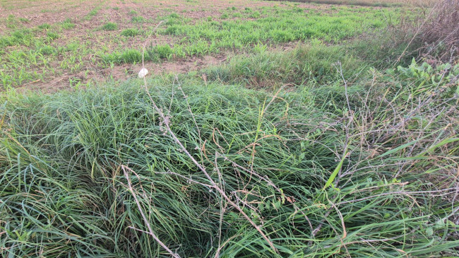 Terreno agricolo in vendita a Marcianise (CE)