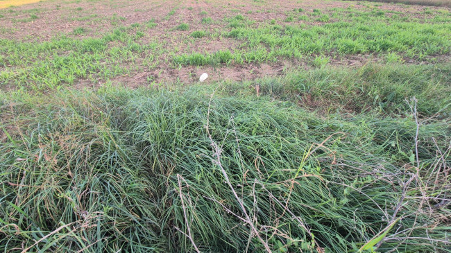 Terreno agricolo in vendita a Marcianise (CE)