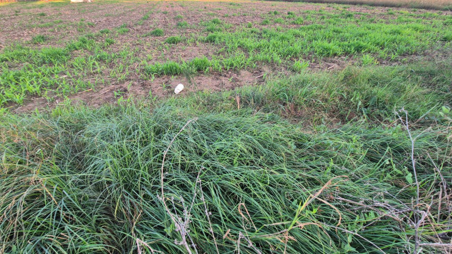 Terreno agricolo in vendita a Marcianise (CE)