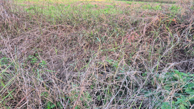 Terreno agricolo in vendita a Marcianise (CE)