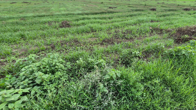 Terreno industriale in vendita a Macerata Campania (CE)