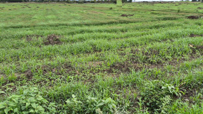 Terreno industriale in vendita a Macerata Campania (CE)