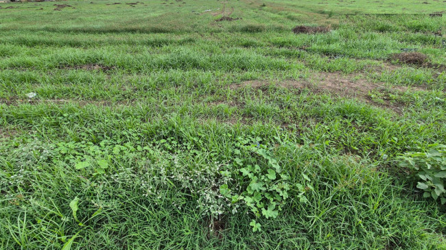 Terreno industriale in vendita a Macerata Campania (CE)