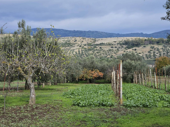 Terreno agricolo