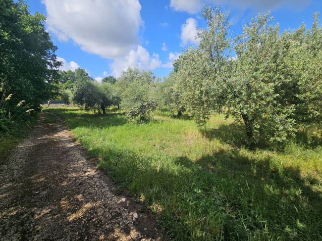 Terreno agricolo