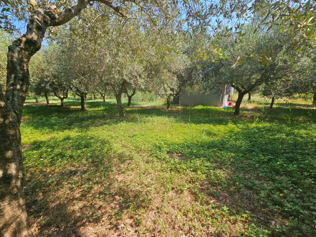 Terreno agricolo
