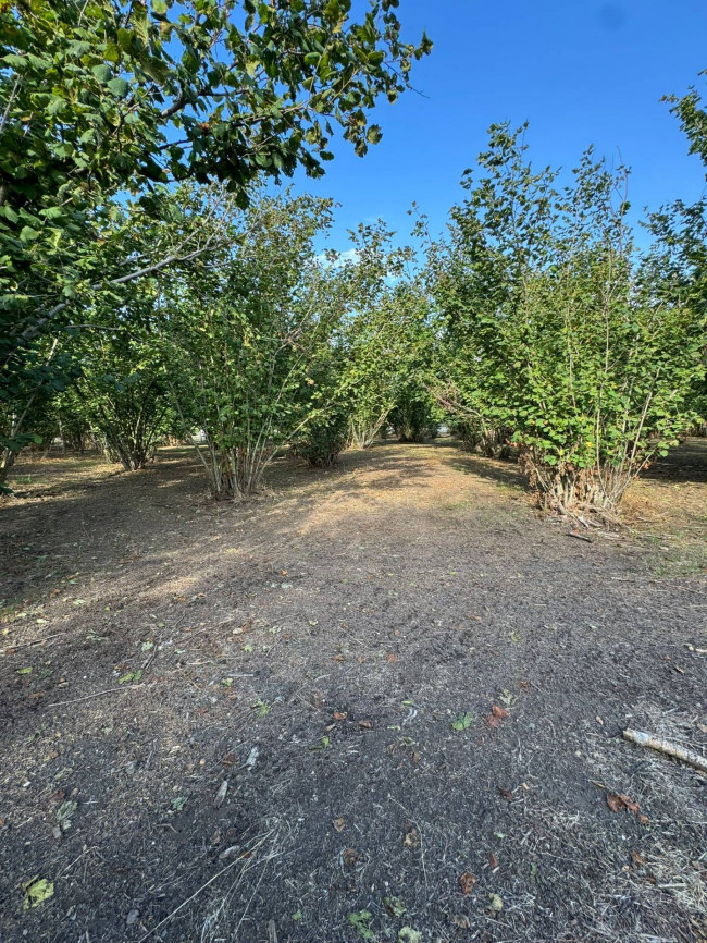 Terreno agricolo