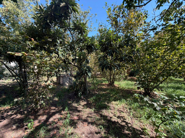 Terreno agricolo