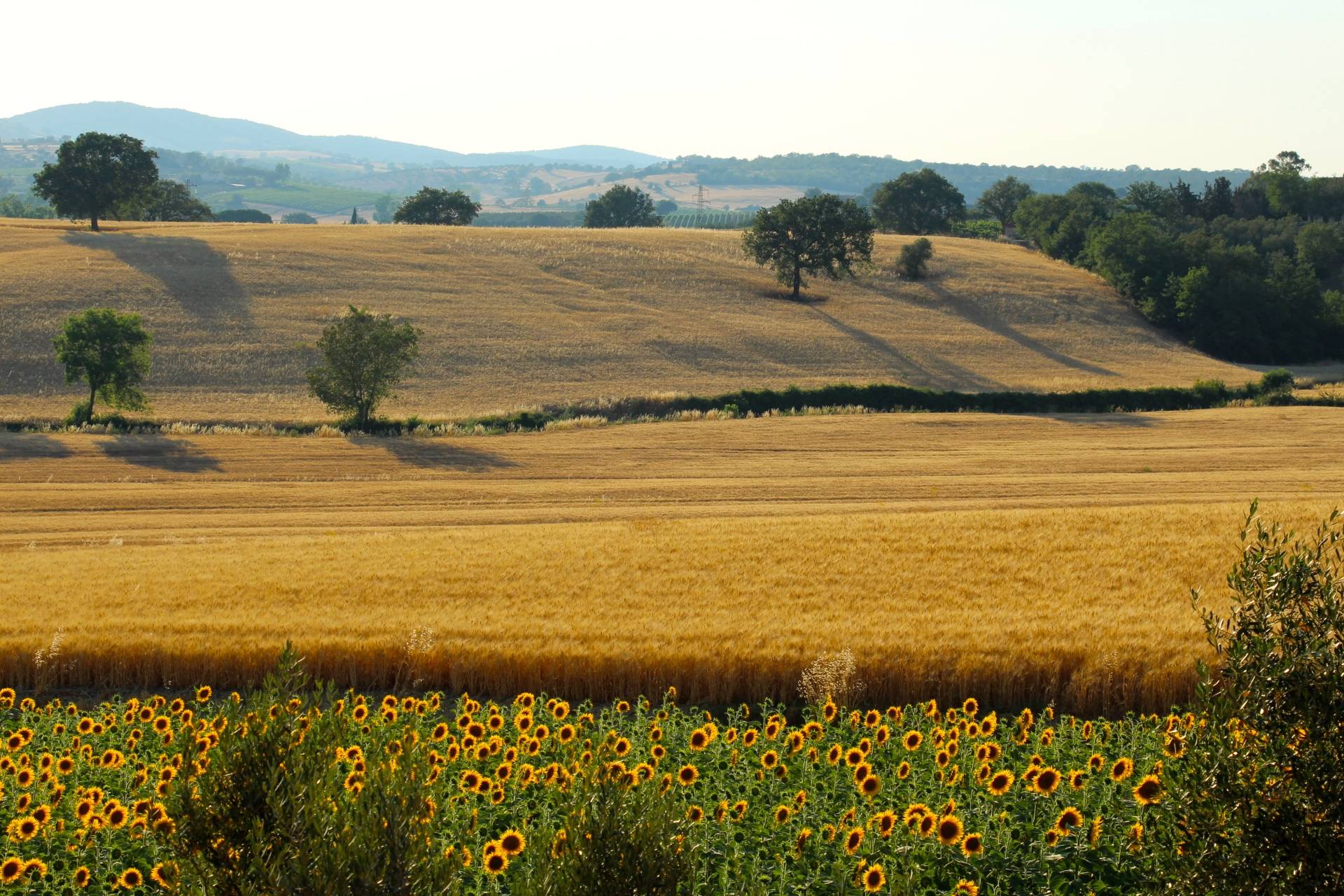  magliano-in-toscana vendita quart:  coldwell-banker-cardoselli-fanteria-sabatini-&-partners