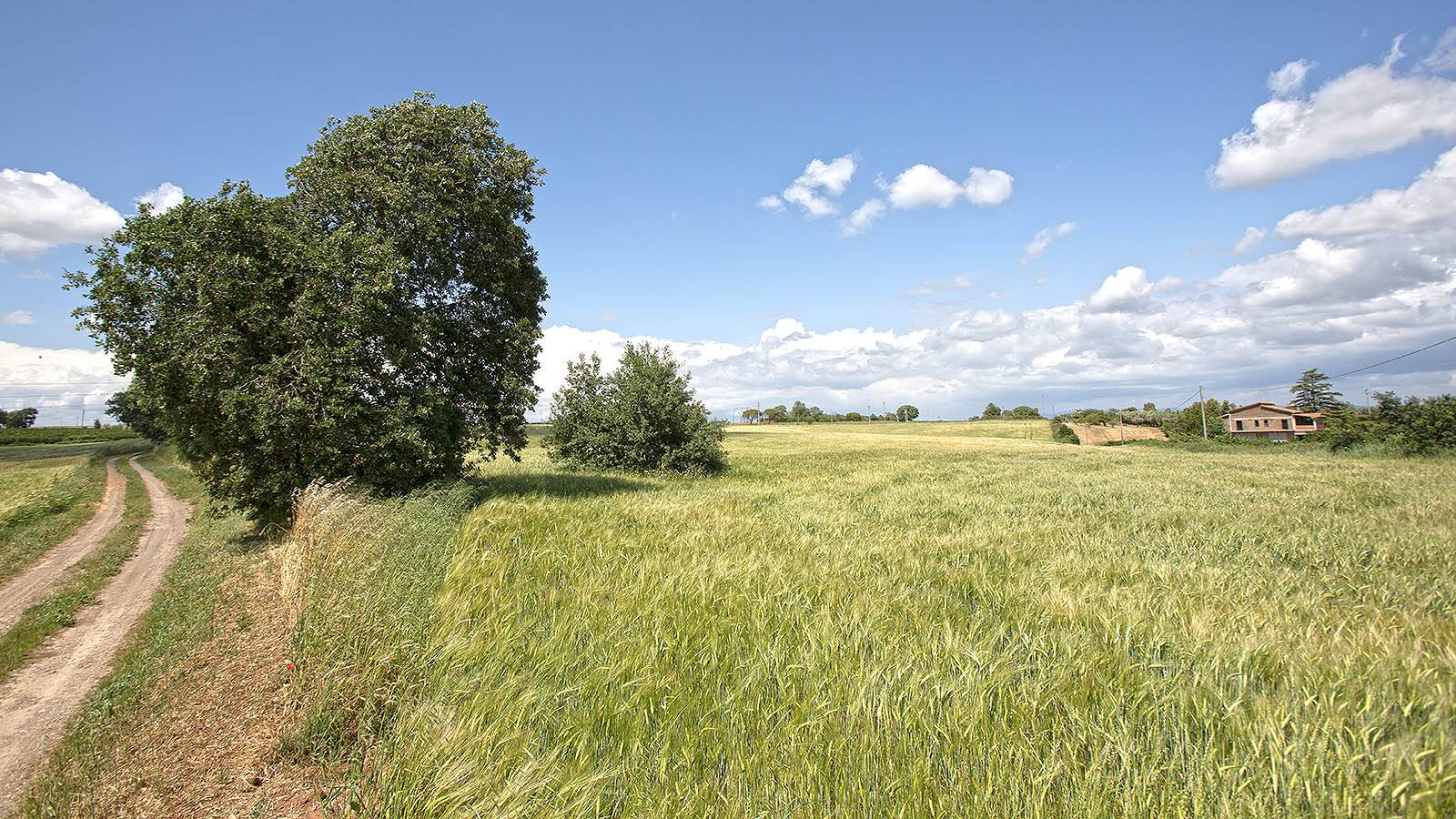 Terreno agricolo in vendita a Viterbo