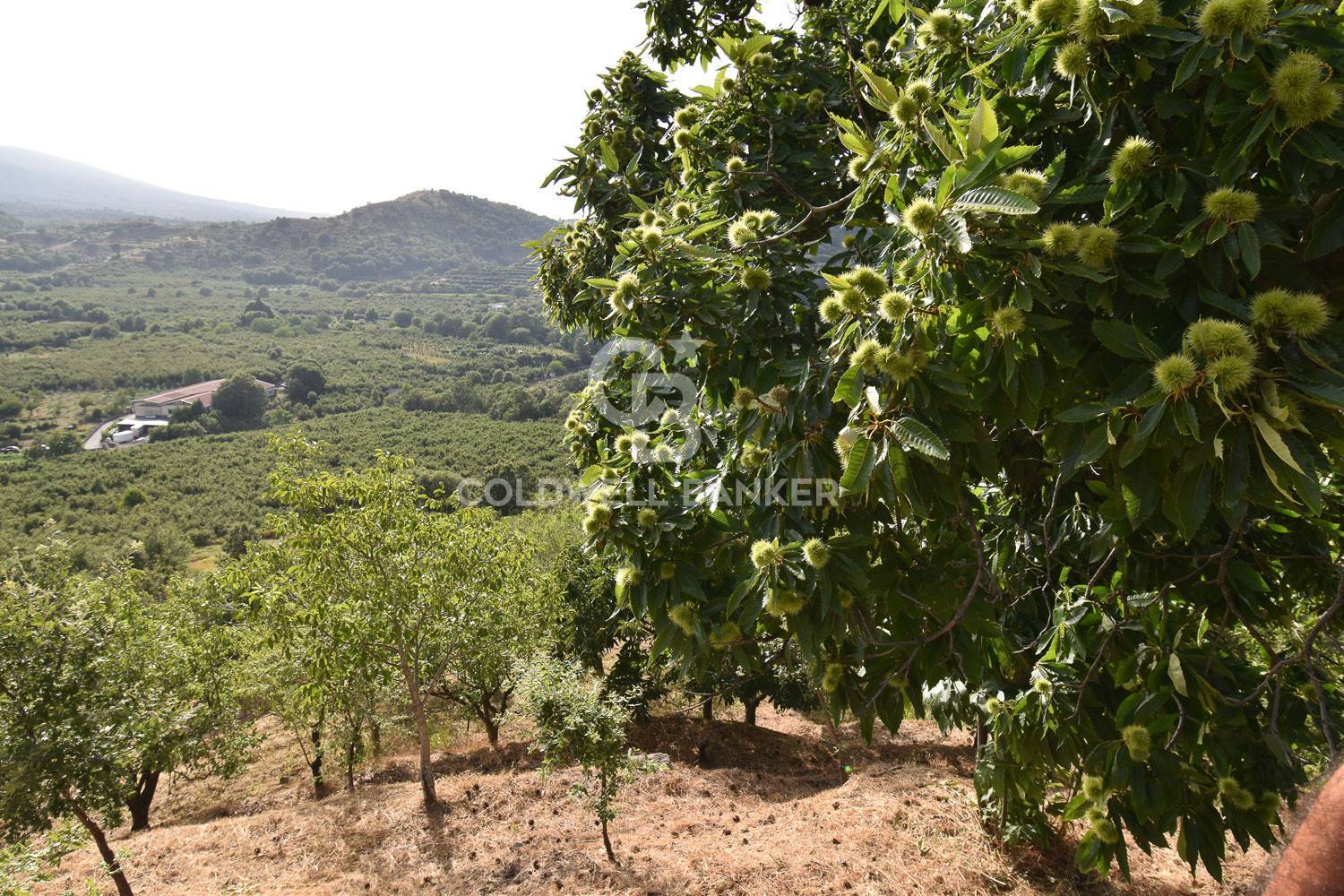 Terreno agricolo in vendita a Linguaglossa (CT)