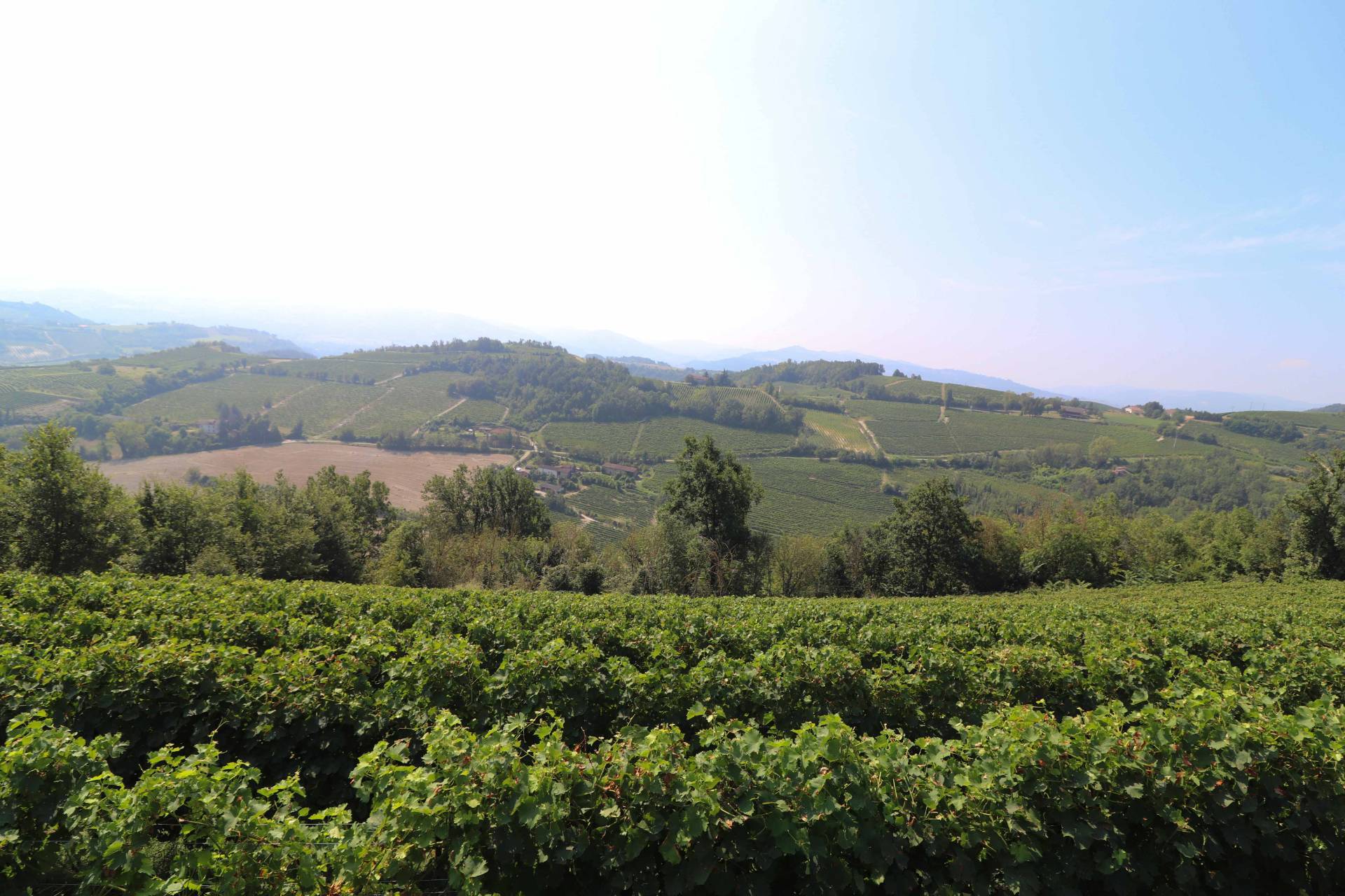 Terreno agricolo in vendita a Montabone