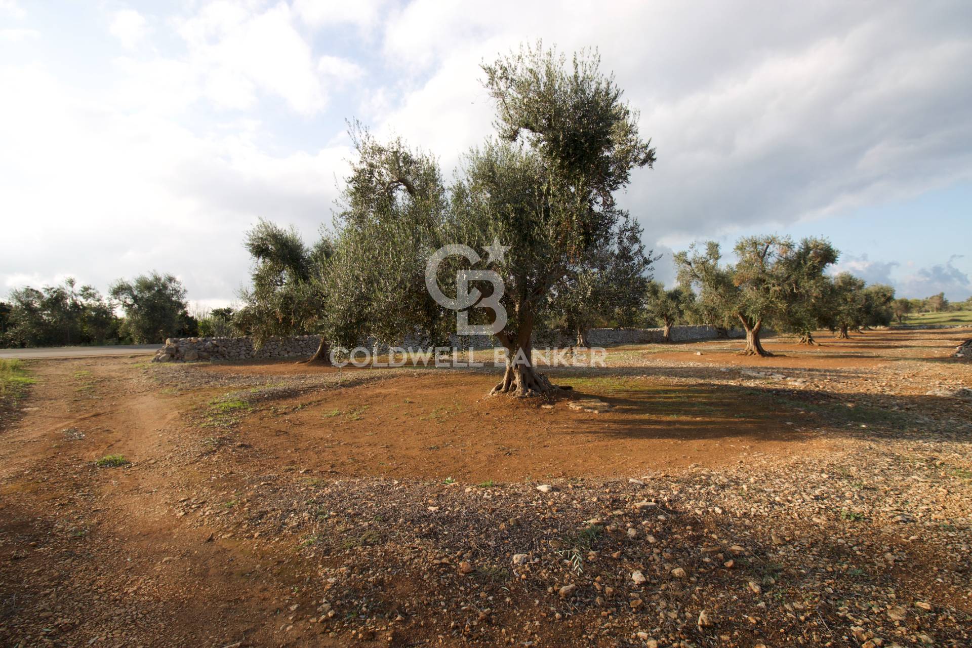 Terreno agricolo in vendita a San Vito Dei Normanni (BR)