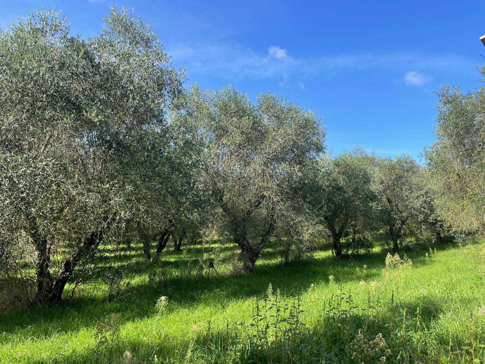 Terreno agricolo in vendita a Viterbo (VT)