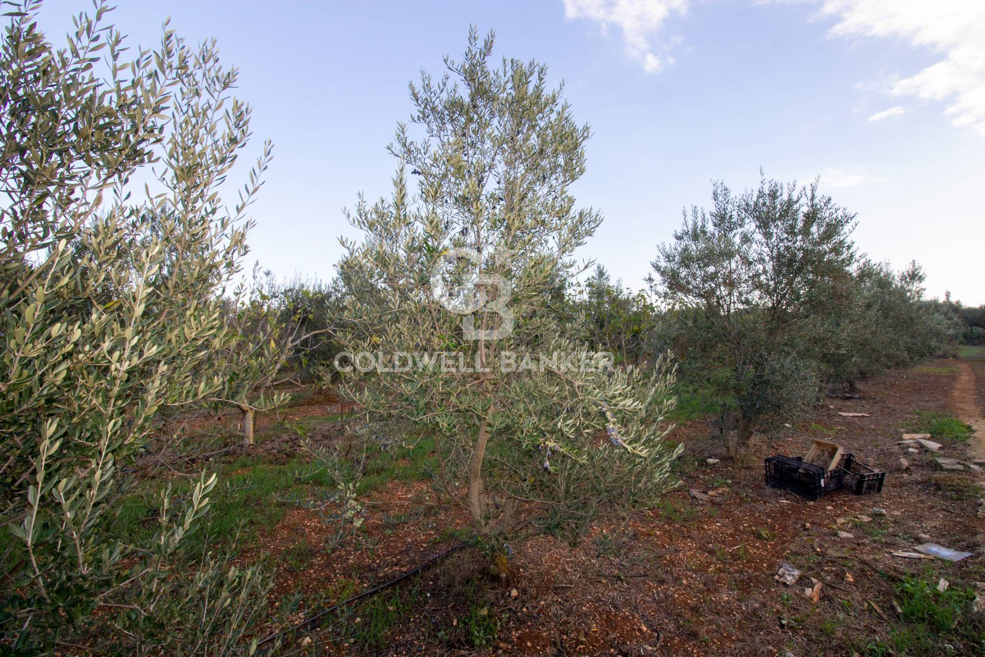 Terreno agricolo in vendita a San Vito Dei Normanni (BR)