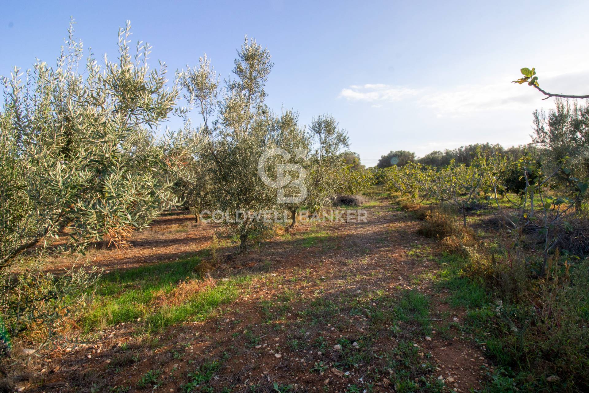 Terreno agricolo in vendita a San Vito dei Normanni