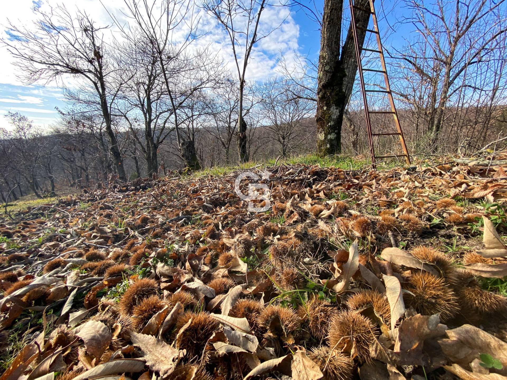 Terreno agricolo in vendita a Vallerano