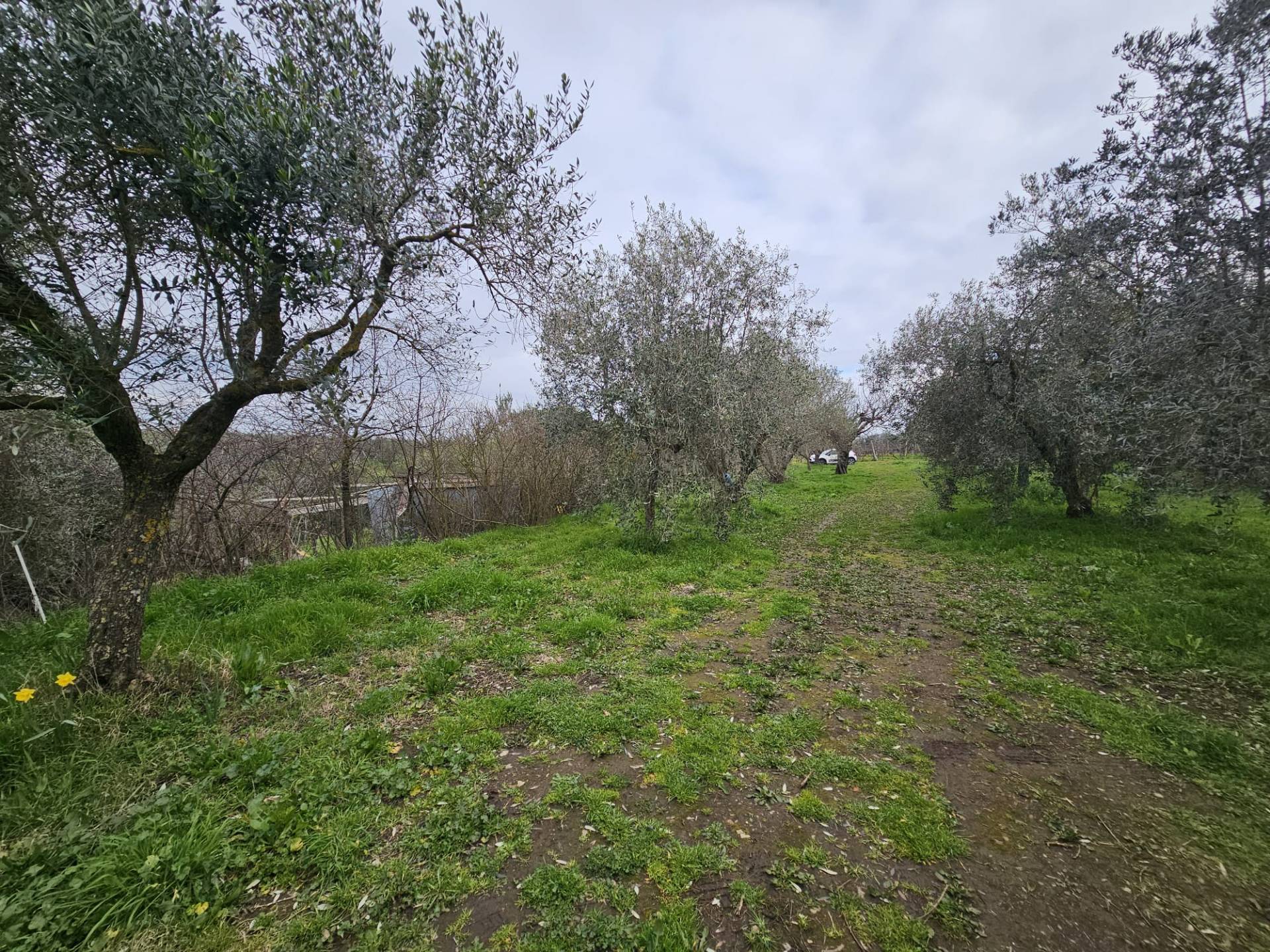 Terreno agricolo in vendita a Viterbo