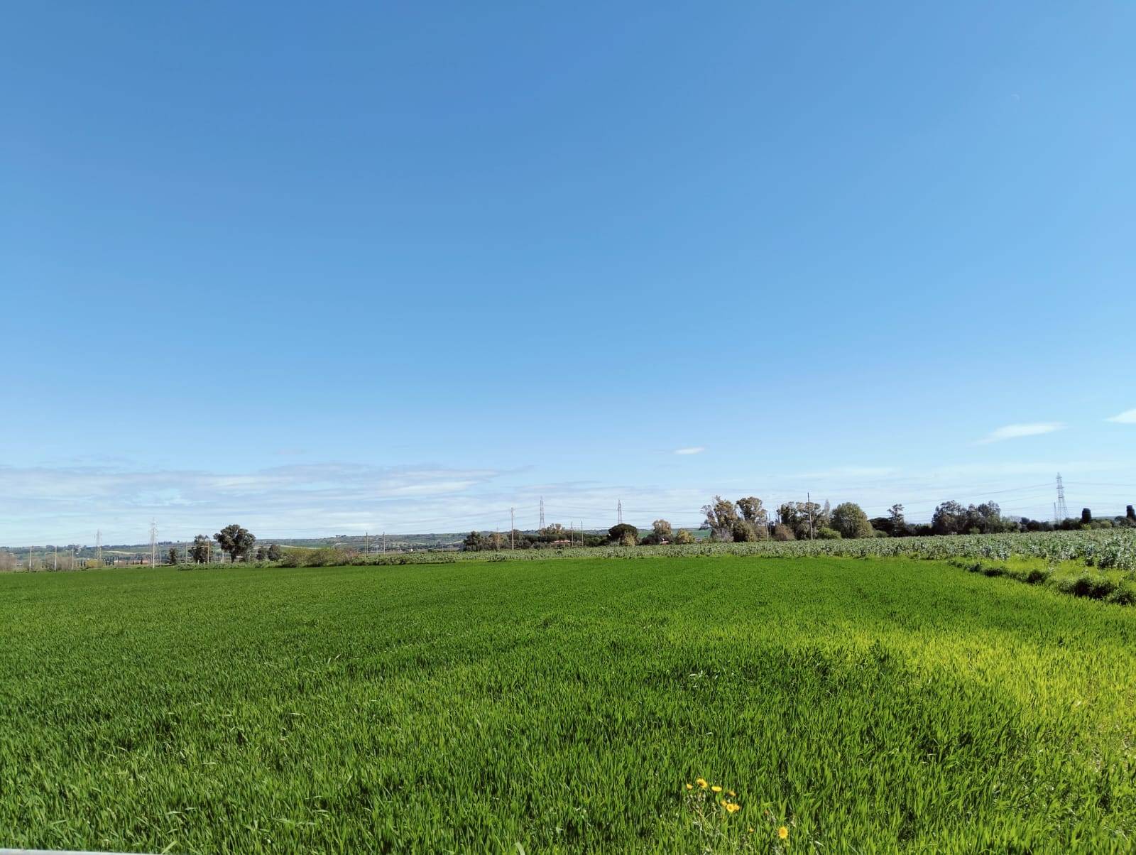 Agricultural Land for sale in Tarquinia