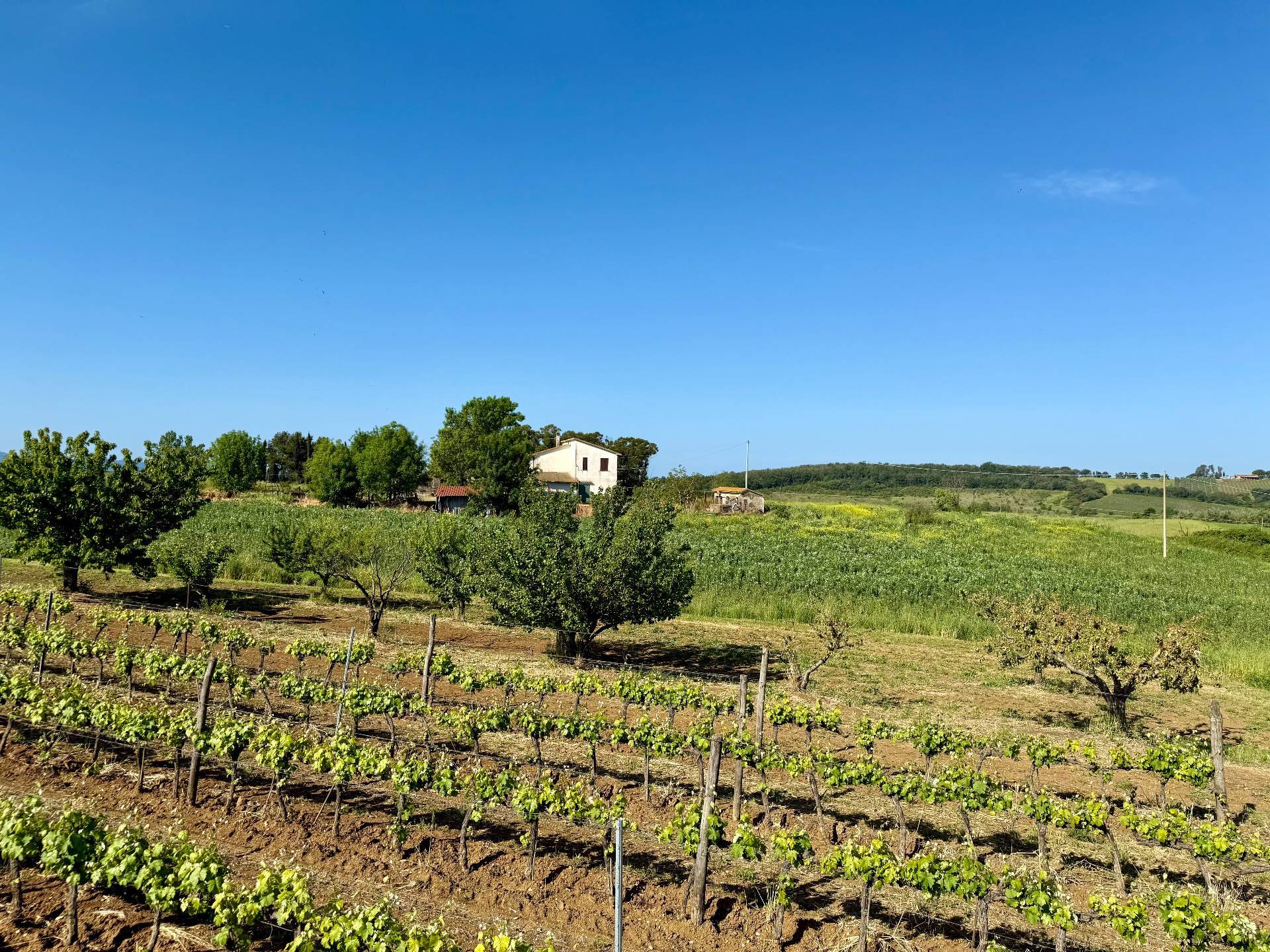 Rustico/Casale/Corte in vendita a Magliano in Toscana