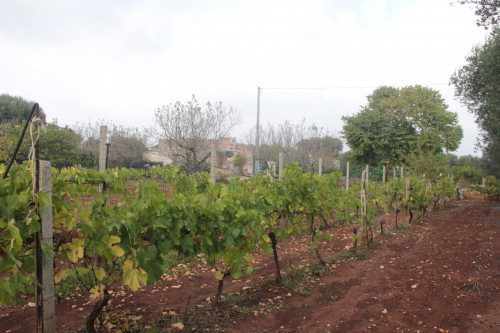 Terreno agricolo in vendita a San Vito Dei Normanni (BR)