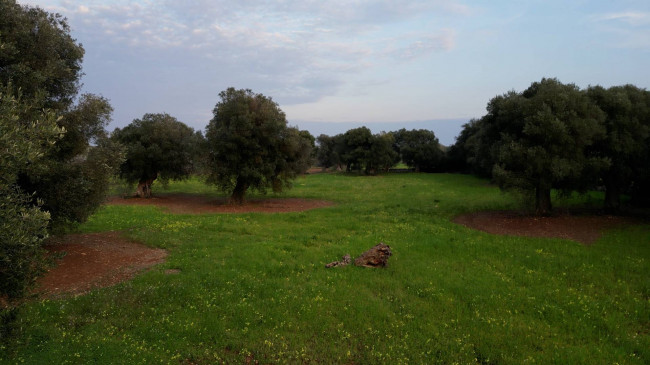 Terreno agricolo in vendita a Ostuni (BR)