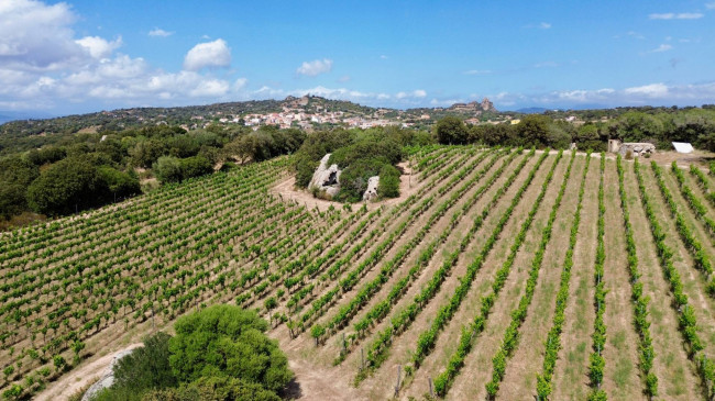 Azienda Agricola in vendita a Olbia