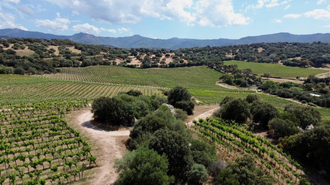 Azienda Agricola in vendita a Olbia