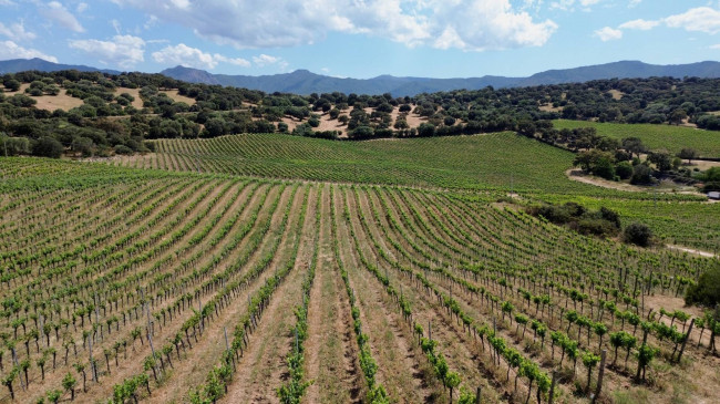 Azienda Agricola in vendita a Olbia