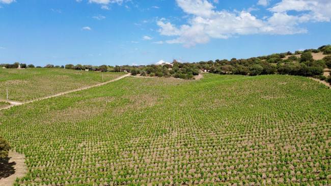 Azienda Agricola in vendita a Olbia