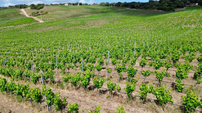 Azienda Agricola in vendita a Olbia