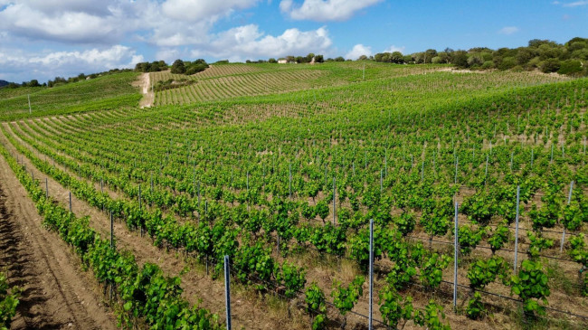 Azienda Agricola in vendita a Olbia