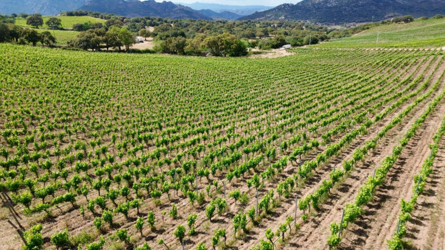 Azienda Agricola in vendita a Olbia