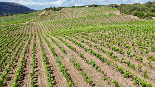 Azienda Agricola in vendita a Olbia