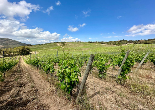 Azienda Agricola in vendita a Olbia