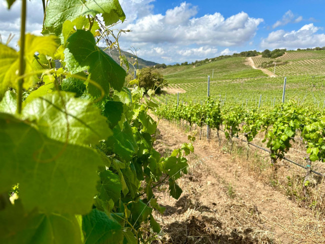 Azienda Agricola in vendita a Olbia