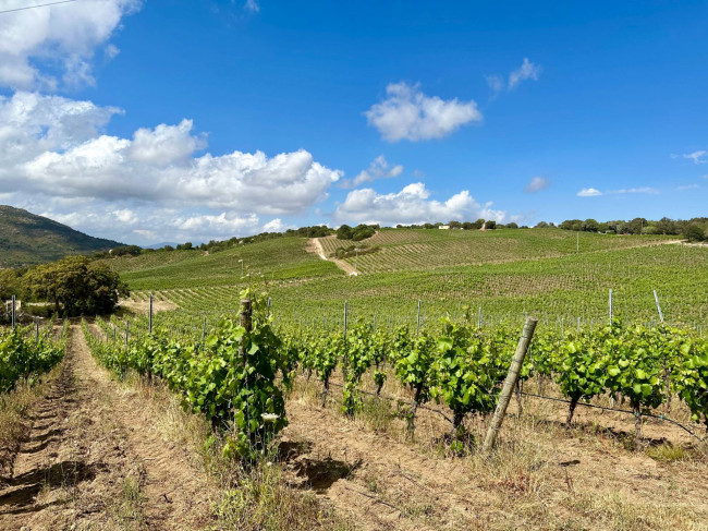 Azienda Agricola in vendita a Olbia