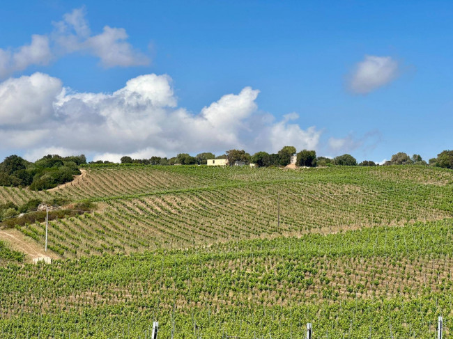 Azienda Agricola in vendita a Olbia