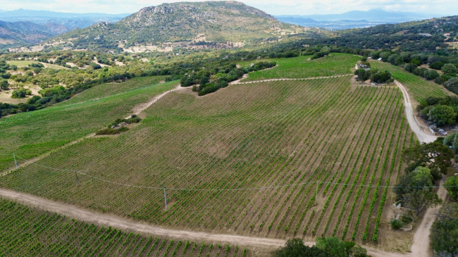 Azienda Agricola in vendita a Olbia