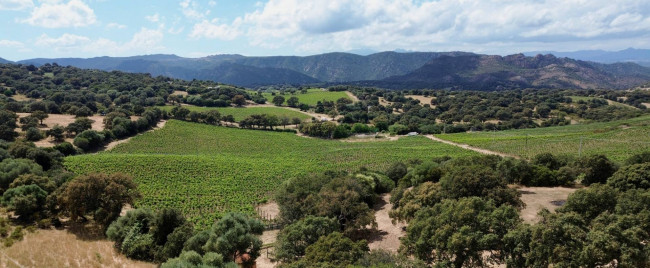 Azienda Agricola in vendita a Olbia